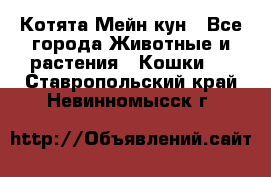 Котята Мейн кун - Все города Животные и растения » Кошки   . Ставропольский край,Невинномысск г.